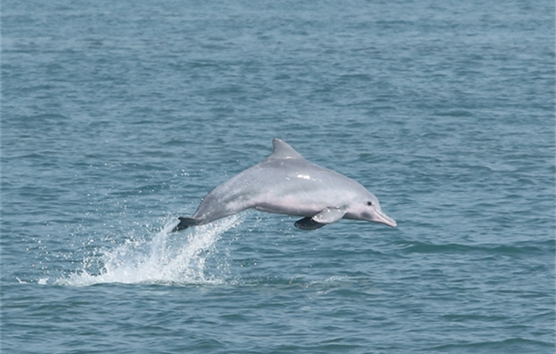 Indo-Pacific Humpback Dolphin CREDIT: WCS Bangladesh